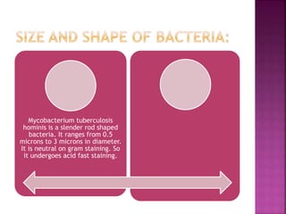 Mycobacterium tuberculosis
hominis is a slender rod shaped
bacteria. It ranges from 0.5
microns to 3 microns in diameter.
It is neutral on gram staining. So
it undergoes acid fast staining.
 