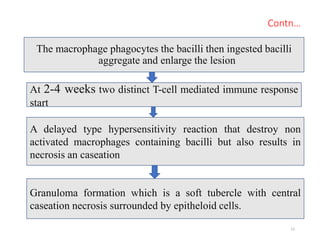 Contn…
The macrophage phagocytes the bacilli then ingested bacilli
aggregate and enlarge the lesion
12
At 2-4 weeks two distinct T-cell mediated immune response
start
A delayed type hypersensitivity reaction that destroy non
activated macrophages containing bacilli but also results in
necrosis an caseation
Granuloma formation which is a soft tubercle with central
caseation necrosis surrounded by epitheloid cells.
 