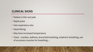CLINICAL SIGNS
• Patient is thin and pale
• Rapid pulse
• Fast respiratory rate
• Nasal flaring
• May have increased temperature
• Chest - crackles, dullness, bronchial breathing, amphoric breathing, use
of accessory muscles for breathing…
 