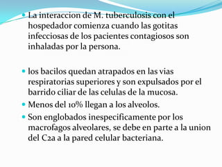  La interaccion de M. tuberculosis con el
 hospedador comienza cuando las gotitas
 infecciosas de los pacientes contagiosos son
 inhaladas por la persona.

 los bacilos quedan atrapados en las vias
  respiratorias superiores y son expulsados por el
  barrido ciliar de las celulas de la mucosa.
 Menos del 10% llegan a los alveolos.
 Son englobados inespecificamente por los
  macrofagos alveolares, se debe en parte a la union
 del C2a a la pared celular bacteriana.
 