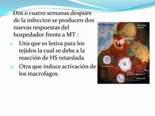 Dos o cuatro semanas despues
  de la infeccion se producen dos
  nuevas respuestas del
  hospedador frente a MT :
1. Una que es lesiva para los
    tejidos la cual se debe a la
    reacción de HS retardada
2. Otra que induce activación de
    los macrofagos.
 