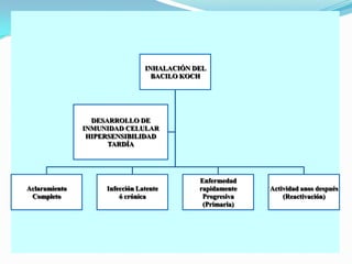 INHALACIÓN DEL
                                  BACILO KOCH




                 DESARROLLO DE
               INMUNIDAD CELULAR
                HIPERSENSIBILIDAD
                     TARDÍA




                                            Enfermedad
Aclaramiento        Infección Latente       rapidamente   Actividad anos después
 Completo               ó crónica            Progresiva       (Reactivación)
                                             (Primaria)
 