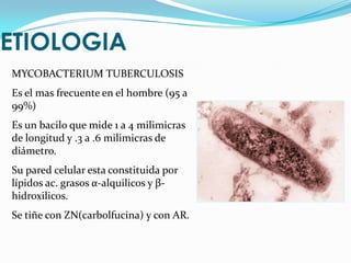 ETIOLOGIA
MYCOBACTERIUM TUBERCULOSIS
Es el mas frecuente en el hombre (95 a
99%)
Es un bacilo que mide 1 a 4 milimicras
de longitud y .3 a .6 milimicras de
diámetro.
Su pared celular esta constituida por
lípidos ac. grasos α-alquilicos y β-
hidroxilicos.
Se tiñe con ZN(carbolfucina) y con AR.
 