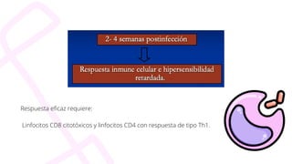 Respuesta eficaz requiere:
Linfocitos CD8 citotóxicos y linfocitos CD4 con respuesta de tipo Th1.
 
