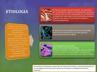 ETIOLOGIA
M. bovis es mucho menos frecuente. Se caracteriza
por su resistencia uniforme a pirazinamida, aunque en
los últimos años ha sido responsable de una epidemia
en España de tuberculosis multirresistentes asociada a
enfermos VIH, pero con transmisión también a
inmunocompetentes.
M. africanum (se considera una forma intermedia
entre las dos anteriores) es una rara causa de
tuberculosis humana en África
Las micobacterias son bacilos
ácido alcohol resistentes, aerobios
estrictos, inmóviles, no esporulados, que son Gram (+)
aunque la tinción es muy irregular. Se reproducen
muy lentamente, son resistentes a los ácidos y álcalis.
Son bacterias intracelulares, capaces de vivir dentro de las células, y más concretamente, de
los macrófagos, de forma que son capaces de enlentecer su metabolismo de forma
indefinida.
 