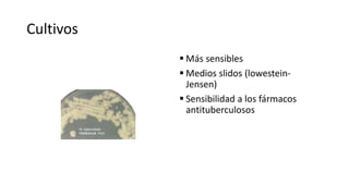 Cultivos
 Más sensibles
 Medios slidos (lowestein-
Jensen)
 Sensibilidad a los fármacos
antituberculosos
 