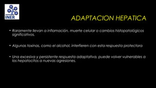 ADAPTACION HEPATICA
• Raramente llevan a inflamación, muerte celular o cambios histopatológicos
significativos.
• Algunas toxinas, como el alcohol, interfieren con esta respuesta protectora
• Una excesiva y persistente respuesta adaptativa, puede volver vulnerables a
los hepatocitos a nuevas agresiones.

 