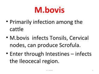 M.bovis
• Primarily infection among the
cattle
• M.bovis infects Tonsils, Cervical
nodes, can produce Scrofula.
• Enter through Intestines – infects
the Ileocecal region.
Dr.T.V.Rao MD 10
 