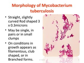 Morphology of Mycobacterium
tuberculosis
• Straight, slightly
curved Rod shaped 3
x 0.3microns
• May be single, in
pairs or in small
clumps
• On conditions in
growth appears as
filamentous, club
shaped, or in
Branched forms. Dr.T.V.Rao MD 18
 