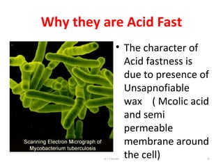 Why they are Acid Fast
• The character of
Acid fastness is
due to presence of
Unsapnofiable
wax ( Mcolic acid
and semi
permeable
membrane around
the cell)Dr.T.V.Rao MD 25
 