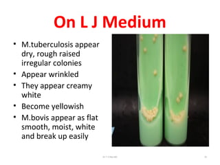 On L J Medium
• M.tuberculosis appear
dry, rough raised
irregular colonies
• Appear wrinkled
• They appear creamy
white
• Become yellowish
• M.bovis appear as flat
smooth, moist, white
and break up easily
Dr.T.V.Rao MD 33
 