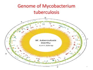 Genome of Mycobacterium
tuberculosis
Dr.T.V.Rao MD 45
 