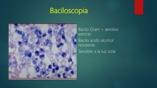 Baciloscopia
 Bacilo Gram + aerobio
estricto
 Bacilo acido alcohol
resistente
 Sensible a la luz solar
 