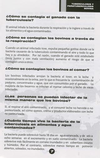 Tuberculosis y paratuberculosis bovina