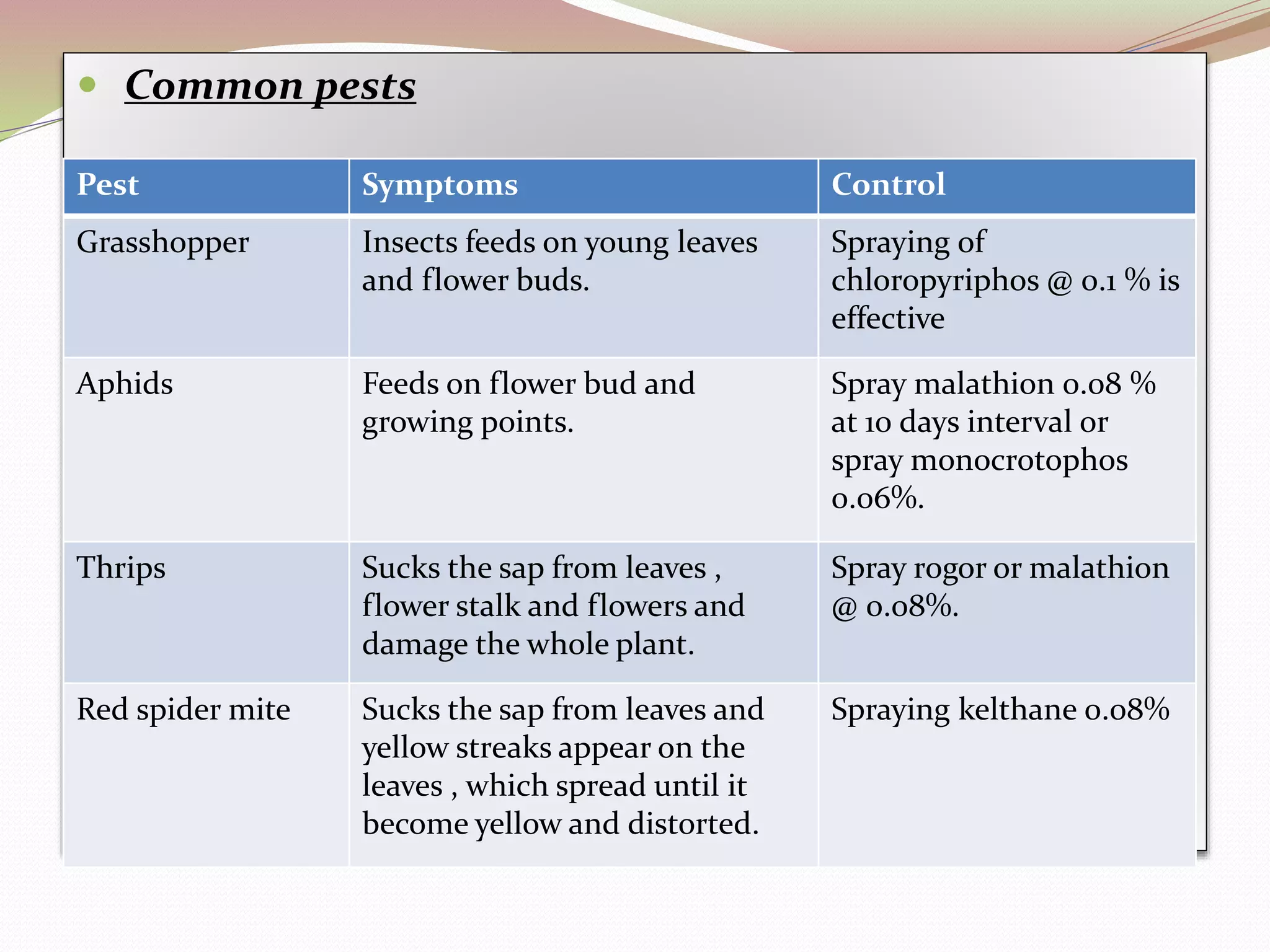  Common pests
Pest Symptoms Control
Grasshopper Insects feeds on young leaves
and flower buds.
Spraying of
chloropyriphos @ 0.1 % is
effective
Aphids Feeds on flower bud and
growing points.
Spray malathion 0.08 %
at 10 days interval or
spray monocrotophos
0.06%.
Thrips Sucks the sap from leaves ,
flower stalk and flowers and
damage the whole plant.
Spray rogor or malathion
@ 0.08%.
Red spider mite Sucks the sap from leaves and
yellow streaks appear on the
leaves , which spread until it
become yellow and distorted.
Spraying kelthane 0.08%
 