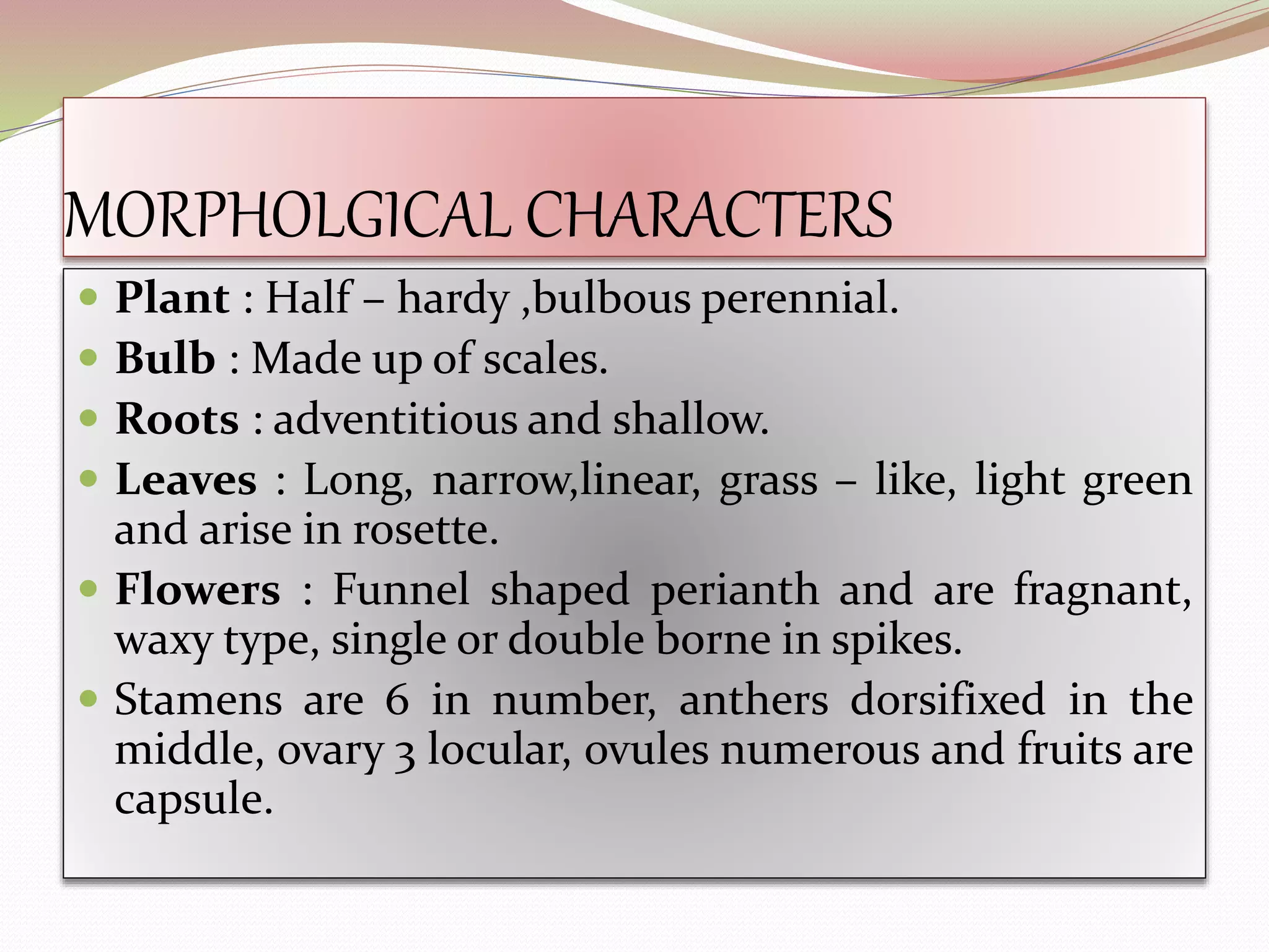 MORPHOLGICAL CHARACTERS
 Plant : Half – hardy ,bulbous perennial.
 Bulb : Made up of scales.
 Roots : adventitious and shallow.
 Leaves : Long, narrow,linear, grass – like, light green
and arise in rosette.
 Flowers : Funnel shaped perianth and are fragnant,
waxy type, single or double borne in spikes.
 Stamens are 6 in number, anthers dorsifixed in the
middle, ovary 3 locular, ovules numerous and fruits are
capsule.
 