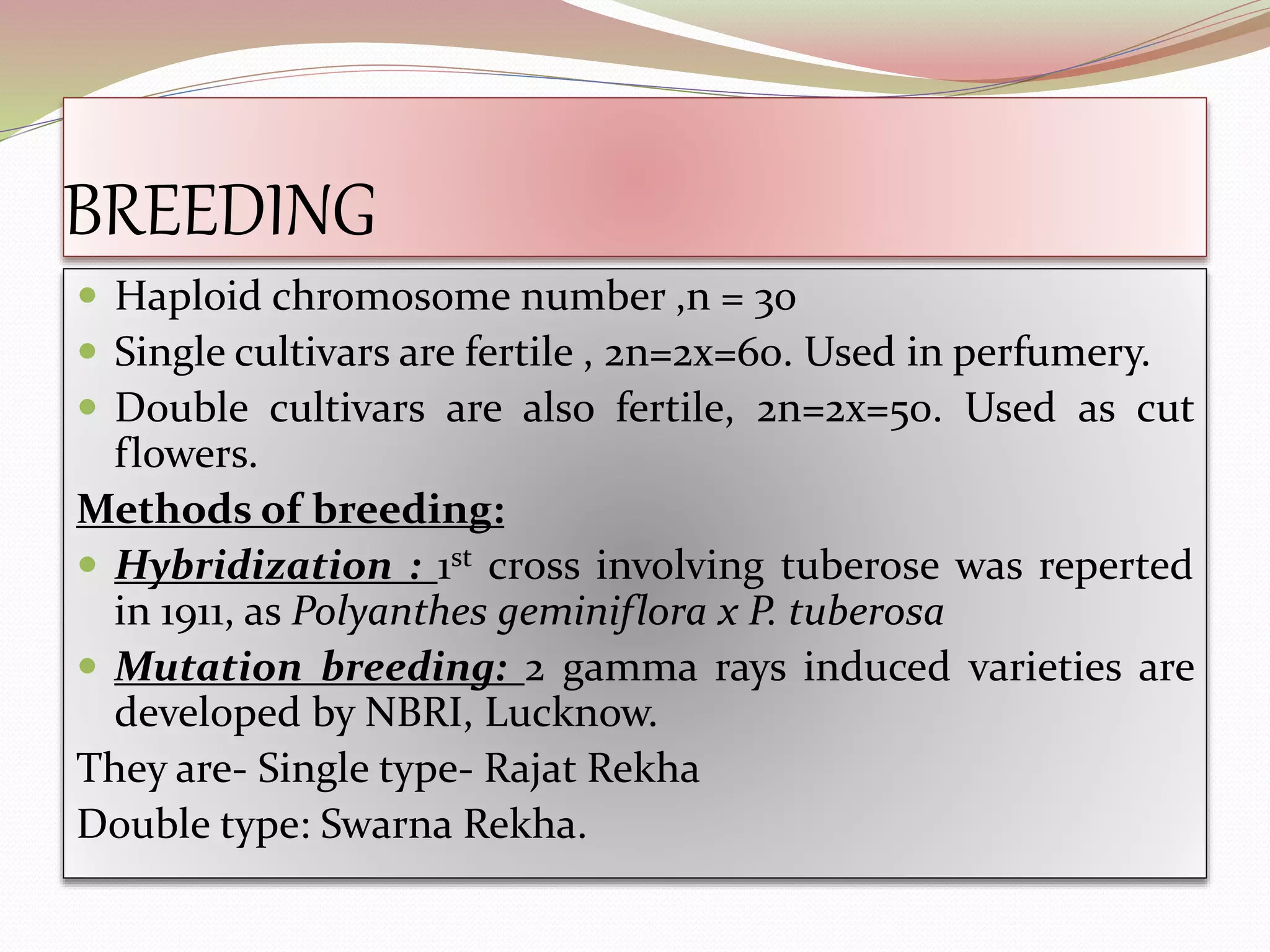 BREEDING
 Haploid chromosome number ,n = 30
 Single cultivars are fertile , 2n=2x=60. Used in perfumery.
 Double cultivars are also fertile, 2n=2x=50. Used as cut
flowers.
Methods of breeding:
 Hybridization : 1st cross involving tuberose was reperted
in 1911, as Polyanthes geminiflora x P. tuberosa
 Mutation breeding: 2 gamma rays induced varieties are
developed by NBRI, Lucknow.
They are- Single type- Rajat Rekha
Double type: Swarna Rekha.
 