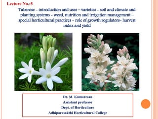 Tuberose - introduction and uses – varieties - soil and climate and
planting systems - weed, nutrition and irrigation management –
special horticultural practices - role of growth regulators- harvest
index and yield
Dr. M. Kumaresan
Assistant professor
Dept. of Horticulture
Adhiparasakthi Horticultural College
Lecture No.:5
 