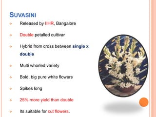 SUVASINI
 Released by IIHR, Bangalore
 Double petalled cultivar
 Hybrid from cross between single x
double
 Multi whorled variety
 Bold, big pure white flowers
 Spikes long
 25% more yield than double
 Its suitable for cut flowers.
 