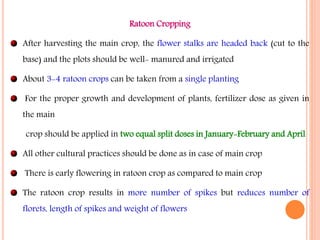 Ratoon Cropping
After harvesting the main crop, the flower stalks are headed back (cut to the
base) and the plots should be well- manured and irrigated
About 3-4 ratoon crops can be taken from a single planting
For the proper growth and development of plants, fertilizer dose as given in
the main
crop should be applied in two equal split doses in January-February and April
All other cultural practices should be done as in case of main crop
There is early flowering in ratoon crop as compared to main crop
The ratoon crop results in more number of spikes but reduces number of
florets, length of spikes and weight of flowers
 