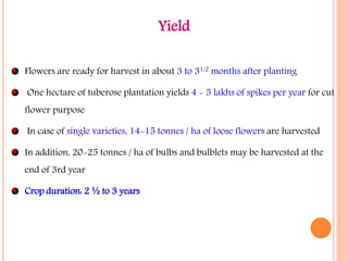 Yield
Flowers are ready for harvest in about 3 to 31/2 months after planting
One hectare of tuberose plantation yields 4 - 5 lakhs of spikes per year for cut
flower purpose
In case of single varieties, 14-15 tonnes / ha of loose flowers are harvested
In addition, 20-25 tonnes / ha of bulbs and bulblets may be harvested at the
end of 3rd year
Crop duration: 2 ½ to 3 years
 