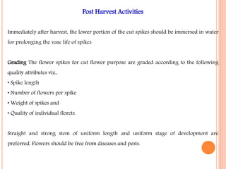 Post Harvest Activities
Immediately after harvest, the lower portion of the cut spikes should be immersed in water
for prolonging the vase life of spikes
Grading The flower spikes for cut flower purpose are graded according to the following
quality attributes viz.,
• Spike length
• Number of flowers per spike
• Weight of spikes and
• Quality of individual florets.
Straight and strong stem of uniform length and uniform stage of development are
preferred. Flowers should be free from diseases and pests.
 