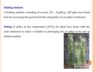 Holding solutions
A holding solution consisting of sucrose 2% + Al2(SO4)3 300 ppm was found
best for increasing the post harvest life and quality of cut spikes of tuberose
Pulsing of spikes at low temperature (100C), for about four hours with the
ends immersed in water, is helpful in prolonging life of spikes to be sent to
distant markets.
 