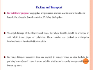 Packing and Transport
For cut flower purpose, long spikes are preferred and are sold in round bundles or
bunch. Each bundle /bunch contains 25, 50 or 100 spikes.
To avoid damage of the flowers and buds, the whole bundle should be wrapped in
soft, white tissue paper or polythene. These bundles are packed in rectangular
bamboo baskets lined with Hessian cloth
For long distance transport, they are packed in square boxes or airy baskets but
packing in cardboard boxes is more suitable which can be easily transported by rail,
bus or by truck.
 