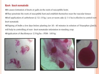 Root- knot nematode
It causes formation of knots or galls on the roots of susceptible hosts.
They penetrate the roots of susceptible host and establish themselves near the vascular tissues.
Soil application of carbofuran @ 12-13 kg / acre or neem cake @ 1 t/ ha is effective to control root
knot nematode.
Dipping of bulbs a few days before planting for 30- 40 minutes in solution of Triazophos (2ml/l)
will help in controlling of root- knot nematodes infestation in standing crop.
Application of Bacillomyces 2.5 kg/ha + FYM- 100 kg
 