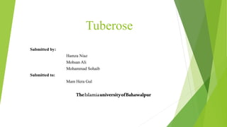 Tuberose
Submitted by:
Hamza Niaz
Mohsan Ali
Mohammad Sohaib
Submitted to:
Mam Hera Gul
TheIslamiauniversityofBahawalpur
 