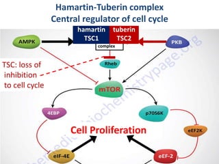 Cell Proliferation
complex
hamartin
TSC1
tuberin
TSC2
Hamartin-Tuberin complex
Central regulator of cell cycle
TSC: loss of
inhibition
to cell cycle
 
