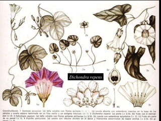 Ipomoea purpurea Dichondra repens Calystegia sepia Erycibe  paniculata 