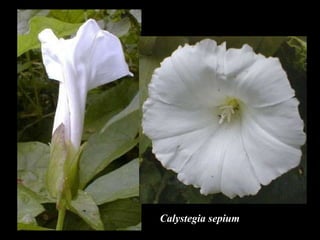 Calystegia sepium 
