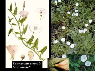Convolvulus arvensis  “ correhuela” 