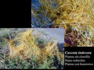 Cuscuta indecora Plantas sin clorofila  Hojas reducidas Plantas con haustorios  