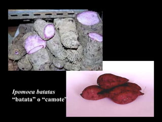 Ipomoea batatas “ batata” o “camote” 
