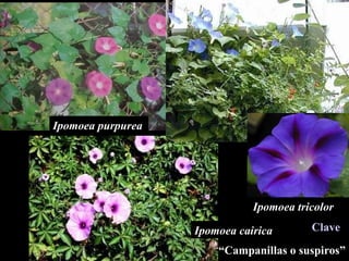 Ipomoea purpurea Ipomoea cairica Ipomoea tricolor “ Campanillas o suspiros” Clave 