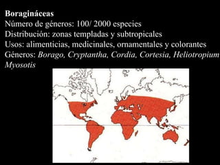 Boragináceas Número de géneros: 100/ 2000 especies  Distribución: zonas templadas y subtropicales Usos: alimenticias, medicinales, ornamentales y colorantes Géneros:  Borago, Cryptantha, Cordia, Cortesia, Heliotropium Myosotis 