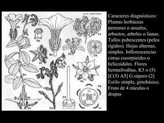 Caracteres diagnósticos: Plantas herbáceas perennes o anuales, arbustos, arboles o lianas. Tallos pubescentes (pelos rígidos). Hojas alternas, simples. Inflorescencias cimas escorpioides o helicoidales. Flores hermafroditas, K5 o (5) [C(5) A5] G súpero (2) Estilo simple, ginobásico. Fruto de 4 núculas o drupas 