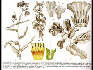 Anchusa officinalis Cerine major Echium vulgare Heliotropium 