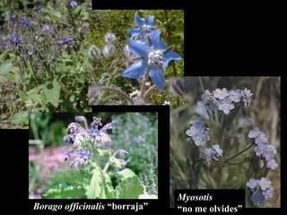 Borago officinalis  “borraja” Myosotis “ no me olvides” 