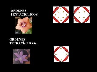 ÓRDENES   PENTACÍCLICOS ÓRDENES   TETRACÍCLICOS 