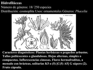 Hidrofiláceas Número de géneros: 18/ 250 especies Distribución: cosmoplita Usos: ornamentales Géneros:  Phacelia Caracteres diagnósticos: Plantas herbáceas o pequeños arbustos. Tallos publescentes o glandulosas. Hojas alternas, simples o compuestas. Inflorescencias cimosas. Flores hermafroditas, a menudo con brácteas, solitarias K5 o (5) [C(5) A5] G súpero (2). Fruto cápsula.   