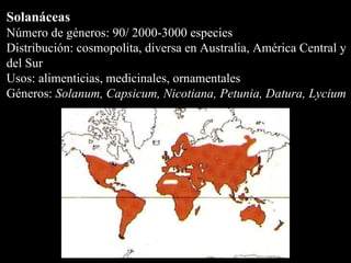 Solanáceas Número de géneros: 90/ 2000-3000 especies  Distribución: cosmopolita, diversa en Australia, América Central y del Sur Usos: alimenticias, medicinales, ornamentales Géneros:  Solanum, Capsicum, Nicotiana, Petunia, Datura, Lycium  