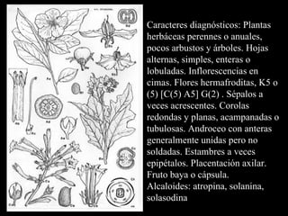 Caracteres diagnósticos: Plantas herbáceas perennes o anuales, pocos arbustos y árboles. Hojas alternas, simples, enteras o lobuladas. Inflorescencias en cimas. Flores hermafroditas, K5 o (5) [C(5) A5] G(2) . Sépalos a veces acrescentes. Corolas redondas y planas, acampanadas o tubulosas. Androceo con anteras generalmente unidas pero no soldadas. Estambres a veces epipétalos. Placentación axilar. Fruto baya o cápsula.   Alcaloides: atropina, solanina, solasodina  