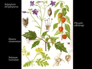 Salpiglosis atropurpurea Datura stramonium Solanum rostratum Physalis alkekengi 