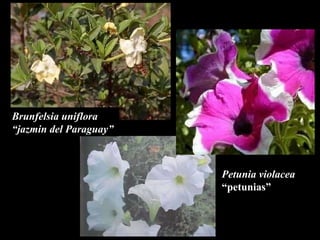 Petunia violacea “ petunias” Brunfelsia uniflora  “ jazmin del Paraguay”  