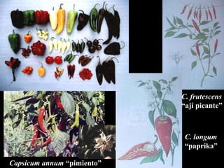 Capsicum annum  “pimiento” C. frutescens “ aj í picante” C. longum  “paprika” 