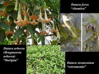 Datura arborea (Brugmansia  arborea) “ florip ó n” Datura ferox “ chamico” Datura stramonium “ estramonio” 
