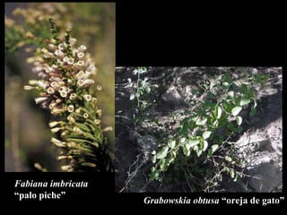 Fabiana imbricata “ palo piche” Grabowskia obtusa  “oreja de gato” 